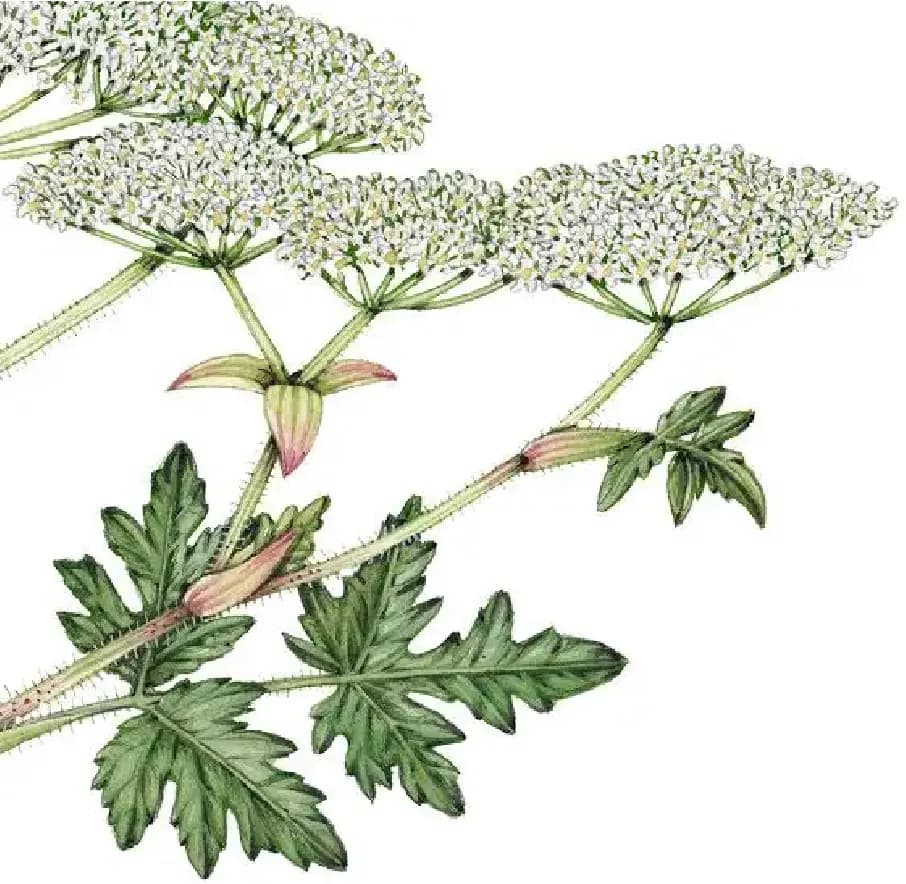 Борщевик Сосновского. Глубокая переработка борщевика фото